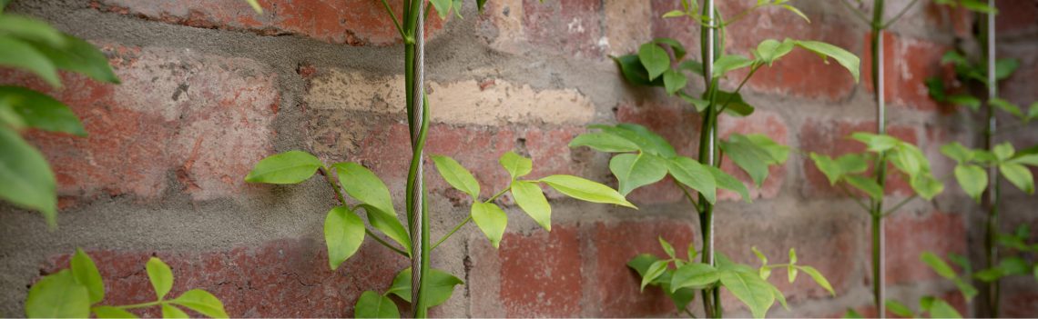 Photo of climbing vines on a wall